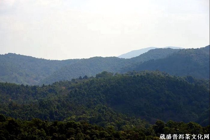 普洱，一片葉與一座城的復(fù)興之路！